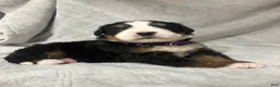 Bernese Mountain Dog dogs for sale: Aspen - Ad 5