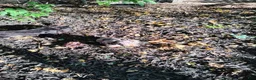 Dachshund dogs for sale: Dachshund 2 - Ad 2