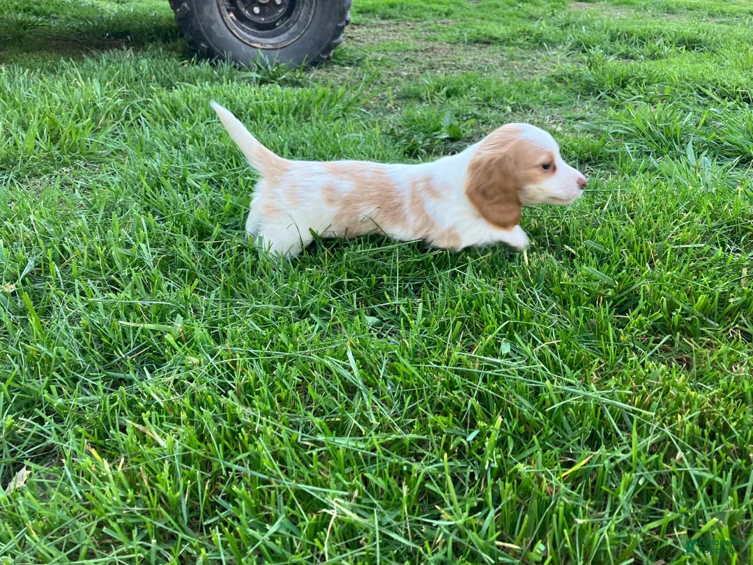 Miniature Dachshund dogs for sale: Miniature Dachshund Puppy 1 - Ad 7