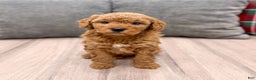 Mini Goldendoodle dogs for sale: Bingo - Ad 5