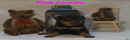 Rottweiler dogs for sale: Rottweiler 7 - Ad 3