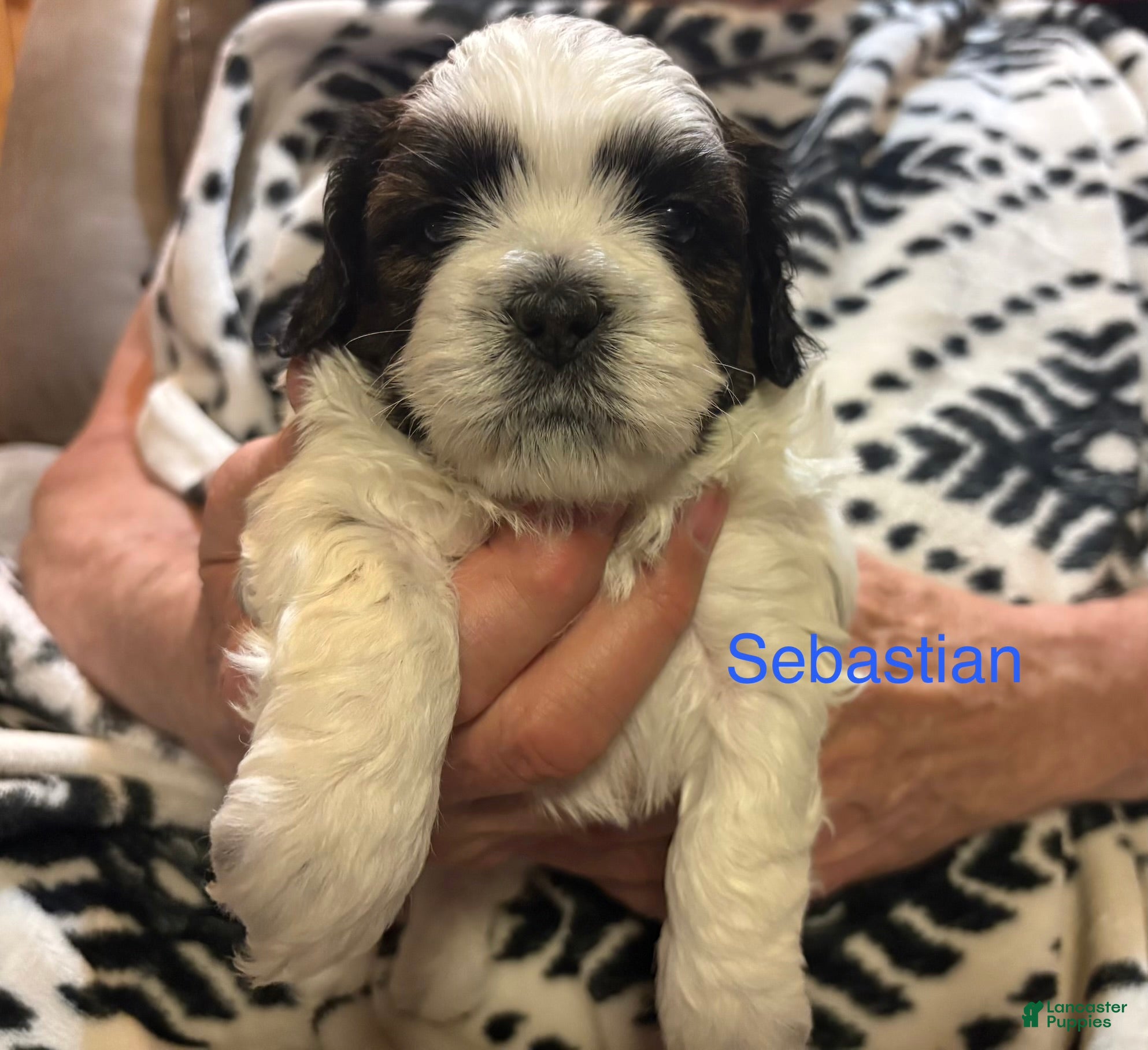 Shih Tzu dogs Sebastian - Ad 1