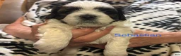 Shih Tzu dogs for sale: Sebastian - Ad 1