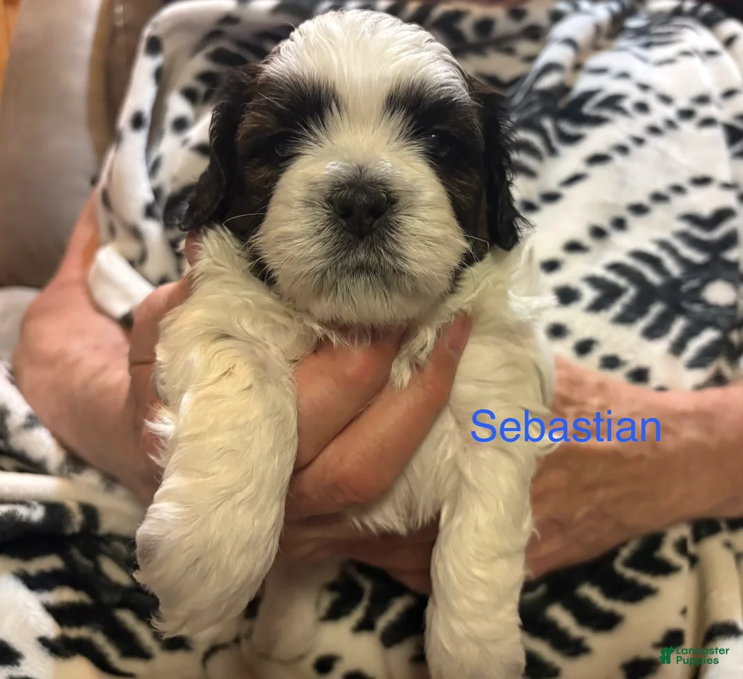 Shih Tzu dogs for sale: Sebastian - Ad 1