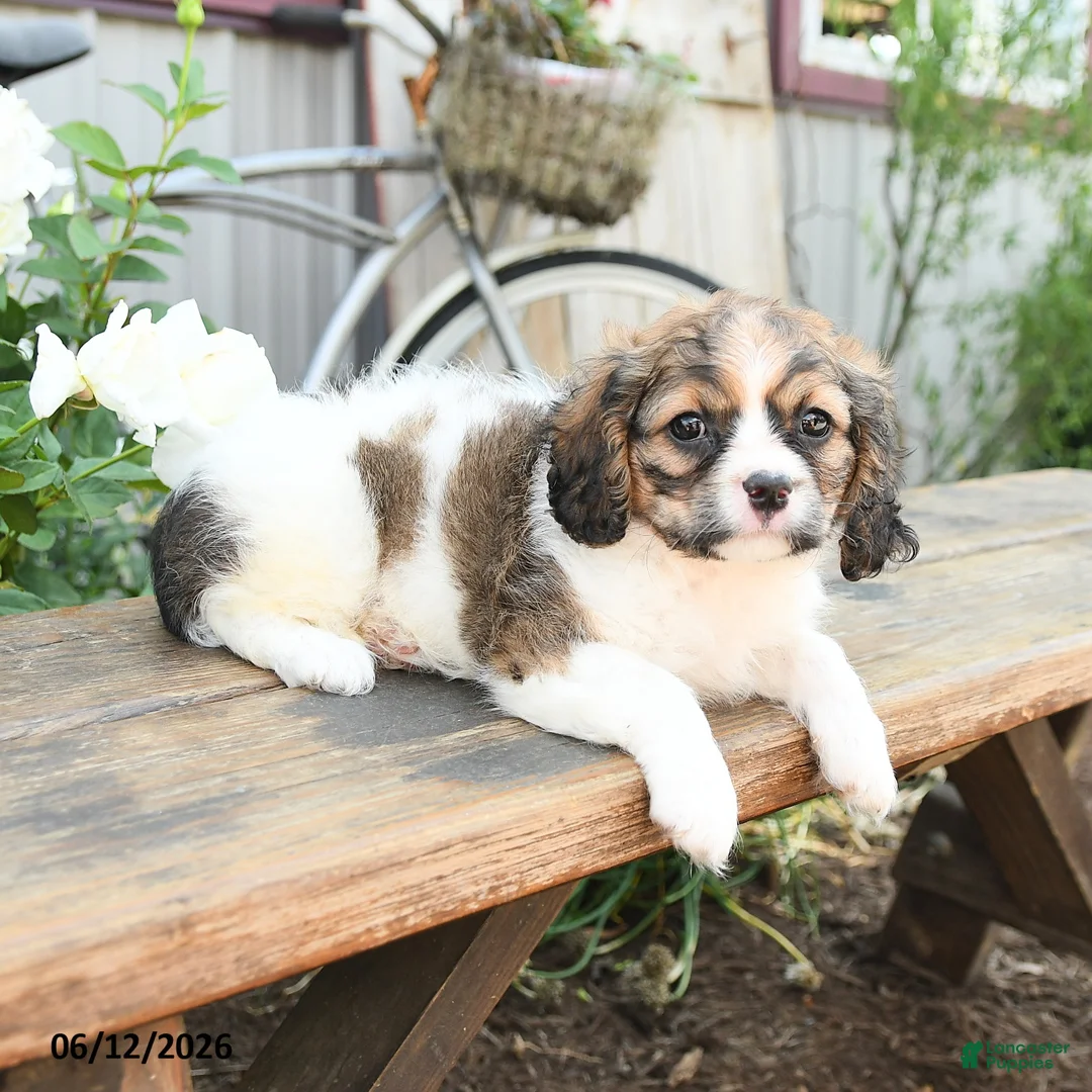 Cavachon dogs for sale: Wanda - Ad 3