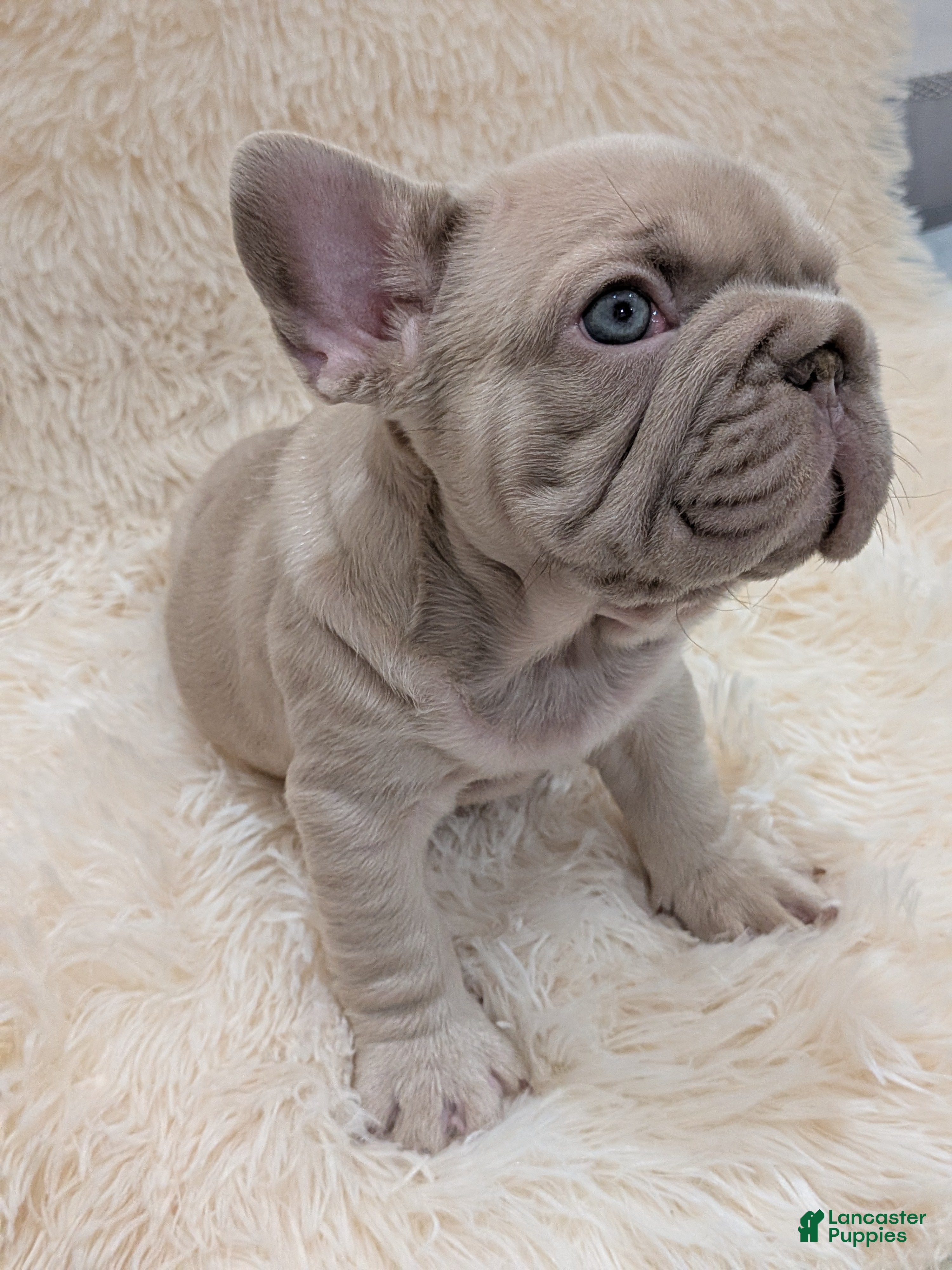 French Bulldog dogs Biggie  - Ad 30