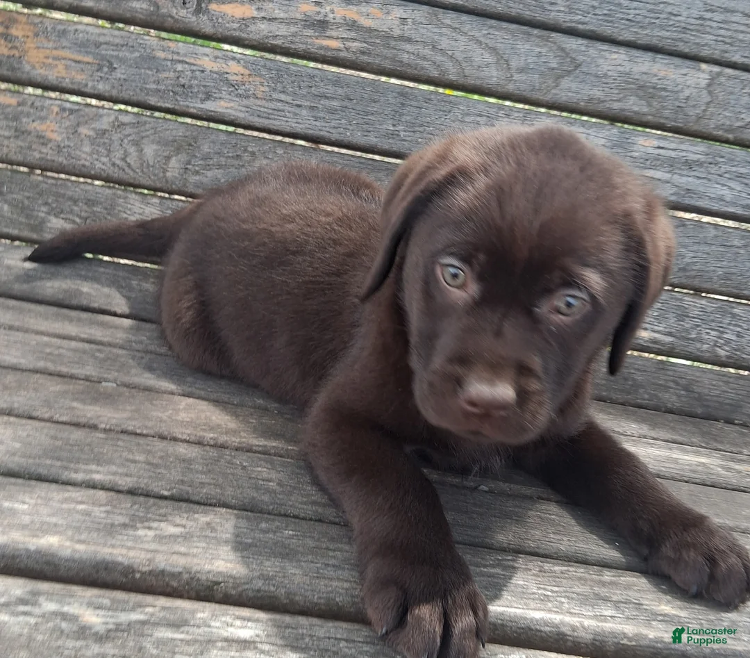 Labrador Retriever dogs for sale: Lucky Lucy - Ad 2