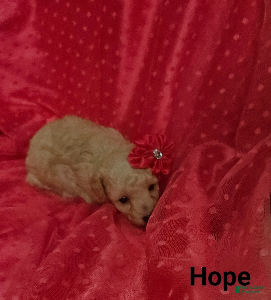Toy Poodle dogs for sale: Hope - Ad 4