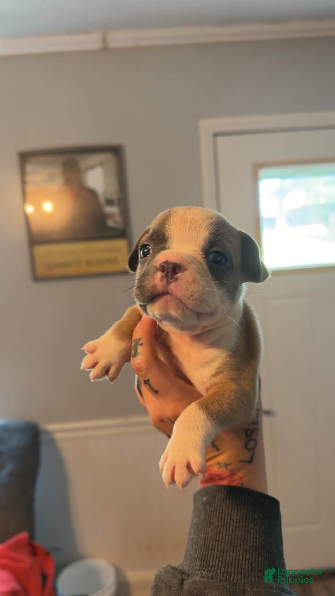 Mixed Breed dogs Chestnut - Ad 1