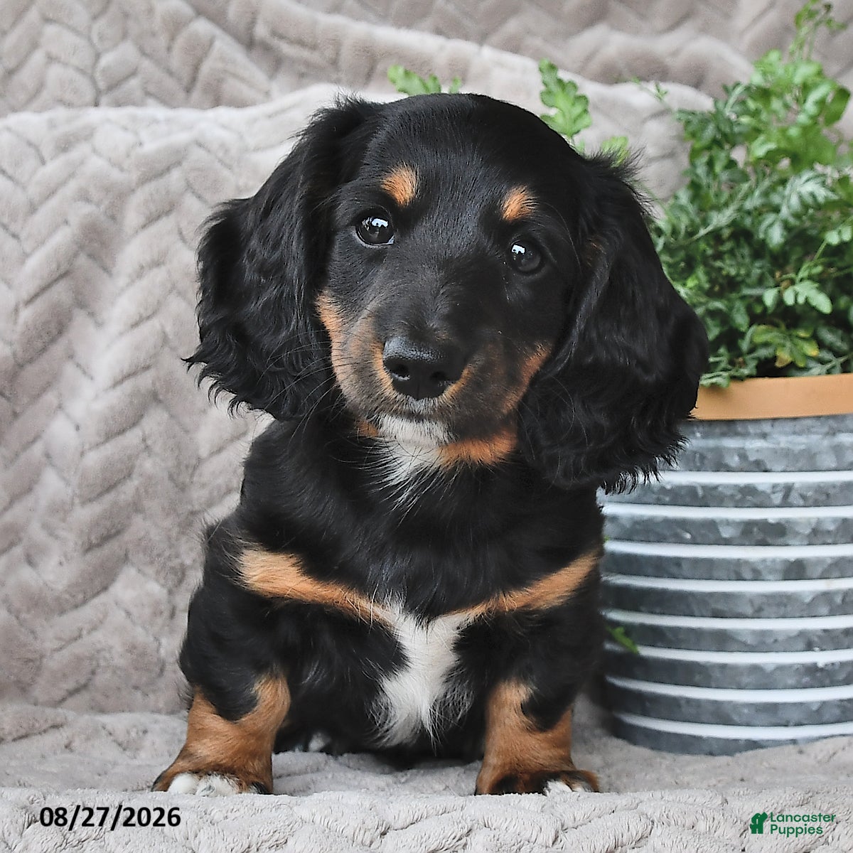 Miniature Dachshund dogs Ebony  - Ad 1