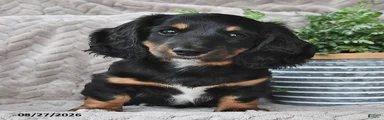 Ebony 