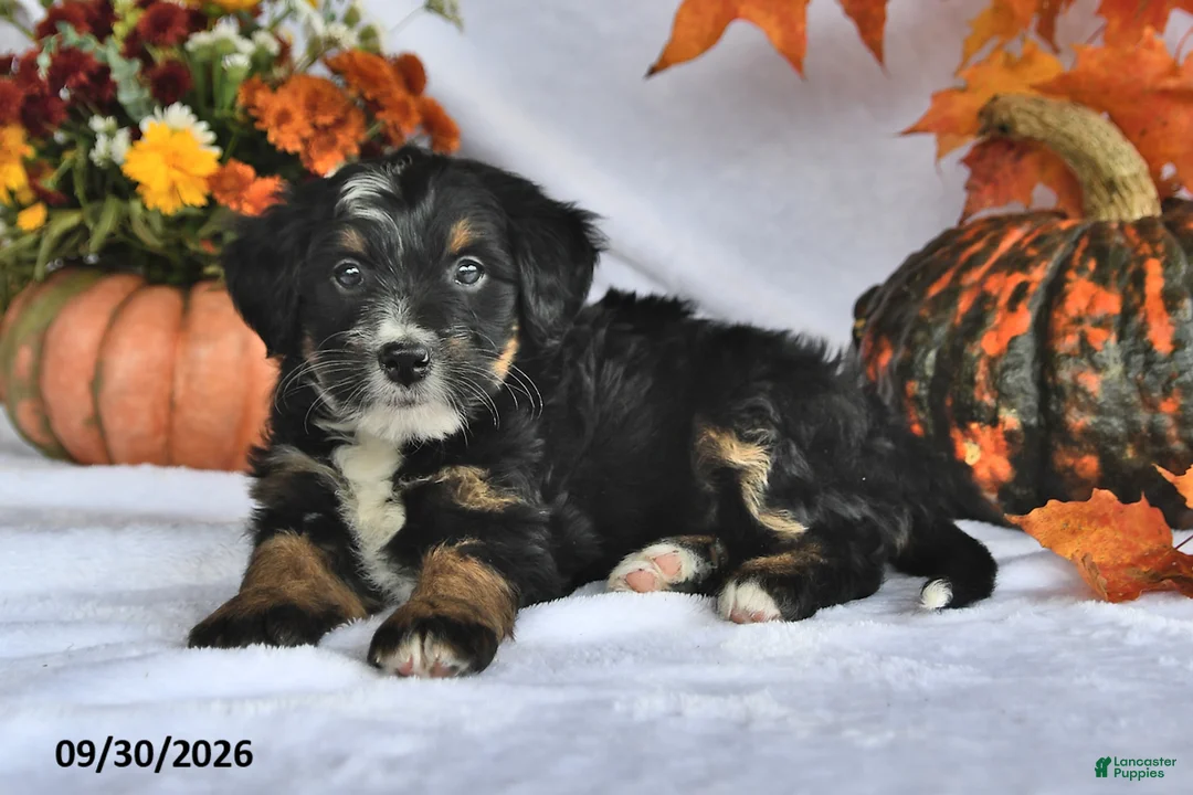 Bernedoodle dogs for sale: Jade - Ad 1