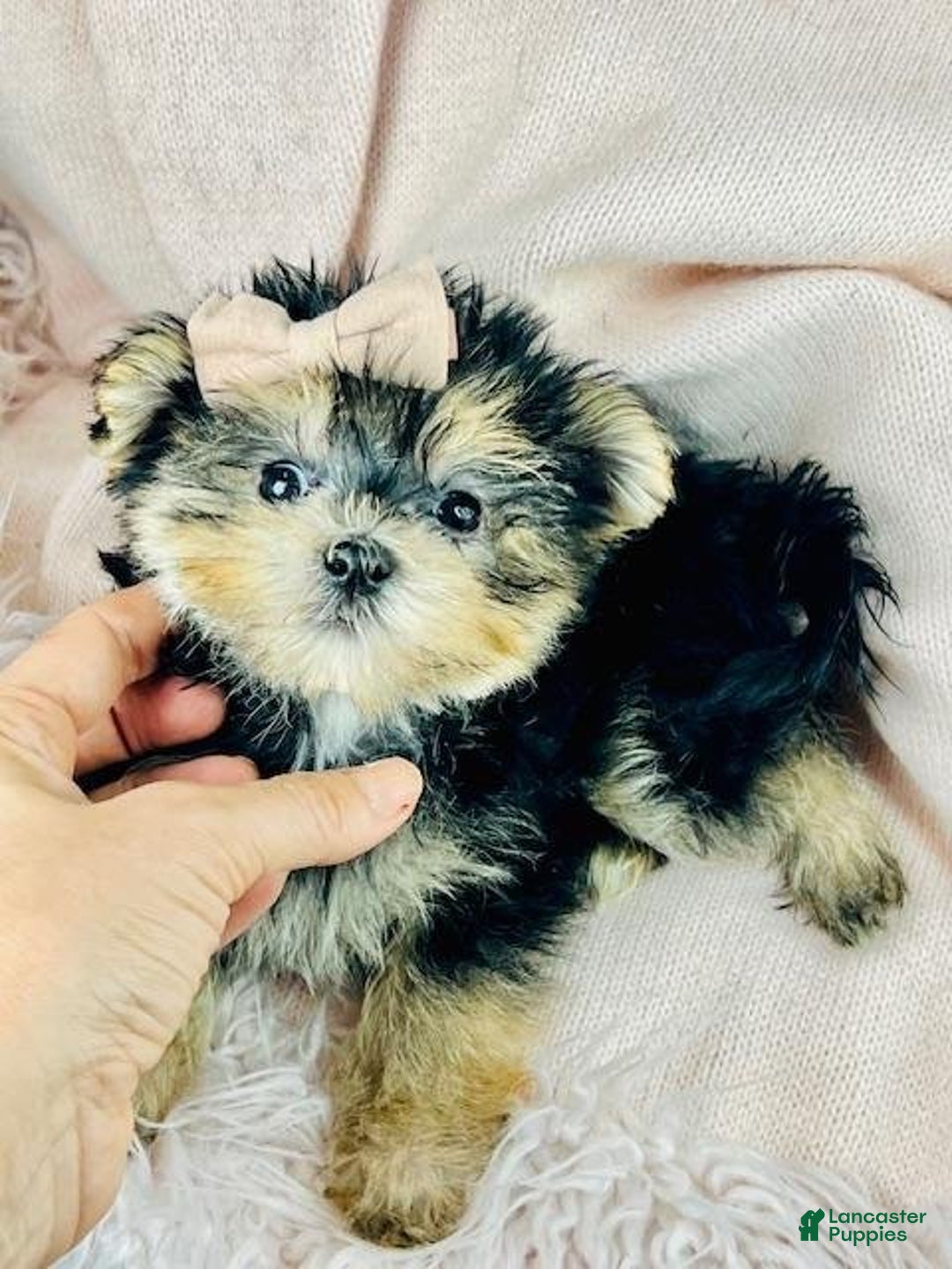 Morkie dogs for sale: Meet Darling!  Morkie Puppy  - Ad 2