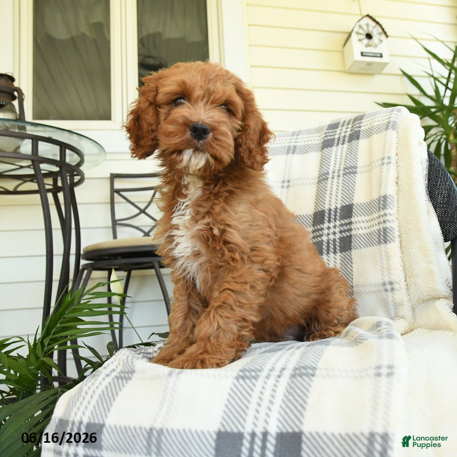Cockapoo dogs Waylon - Ad 1