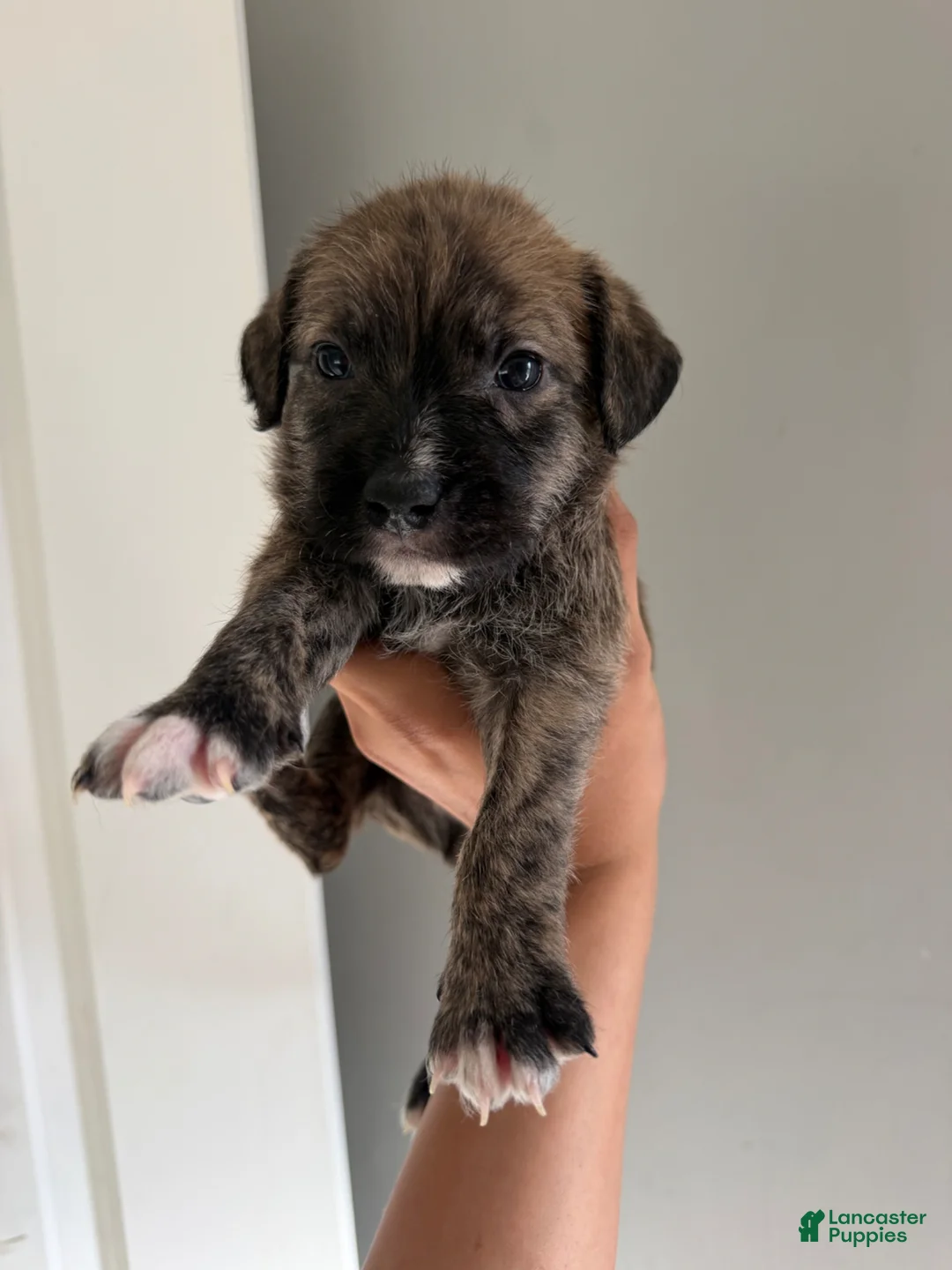Mixed Breed dogs for sale: Mixed Breed Puppy 1 - Ad 1