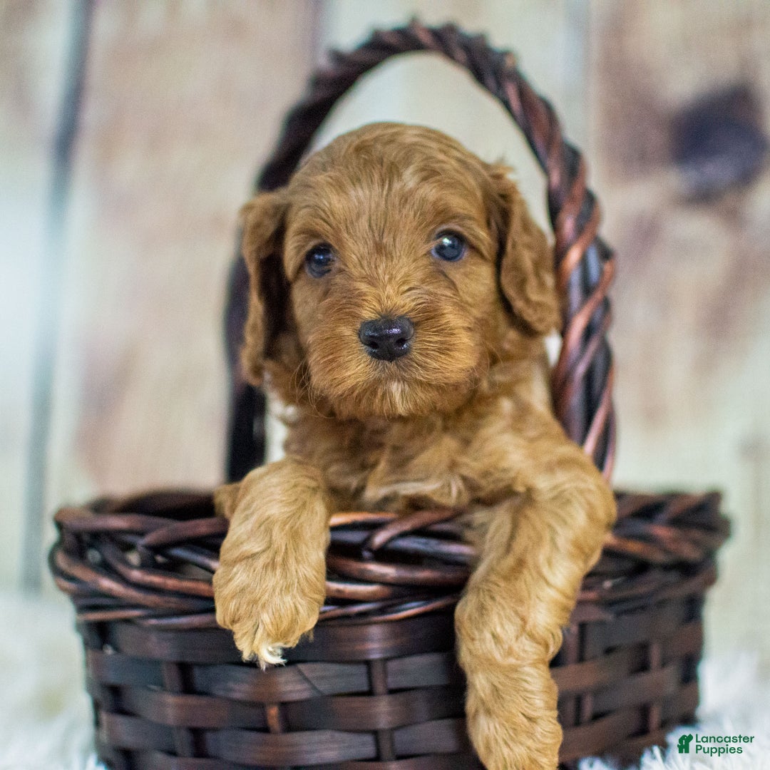 Cockapoo dogs for sale: Kane - Ad 4