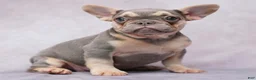 French Bulldog dogs for sale: Brianna - Ad 8