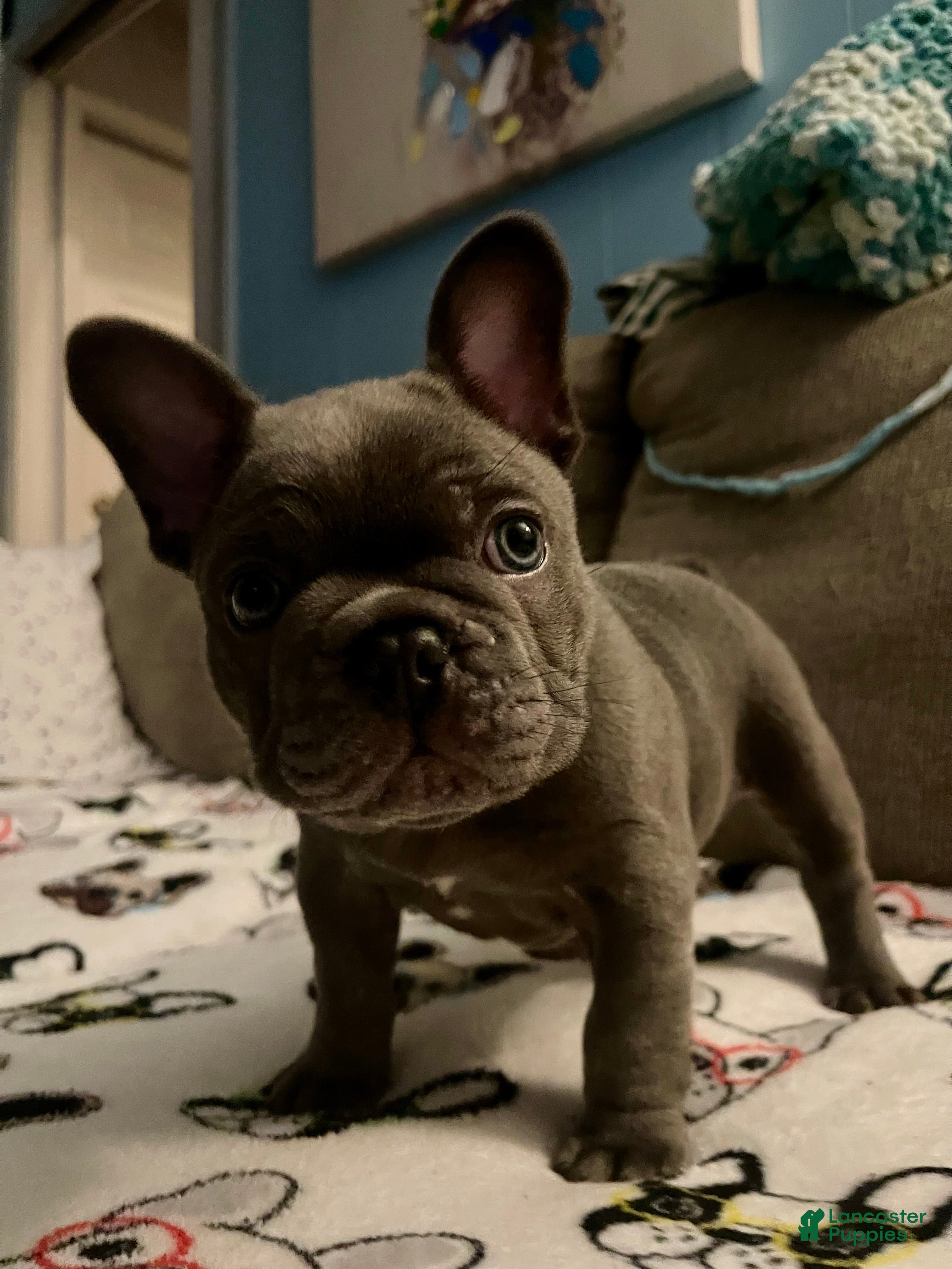 French Bulldog dogs Munchy - Ad 2