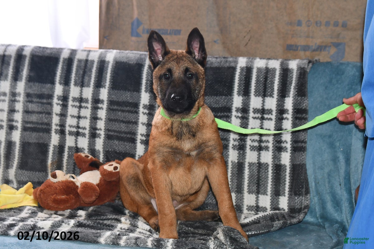Belgian Malinois dogs Ivy - Ad 10