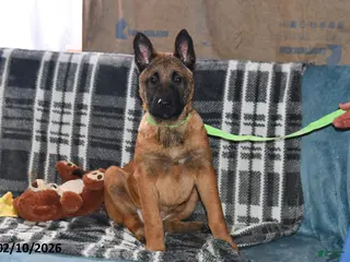 Belgian Malinois dogs Ivy - Ad 10