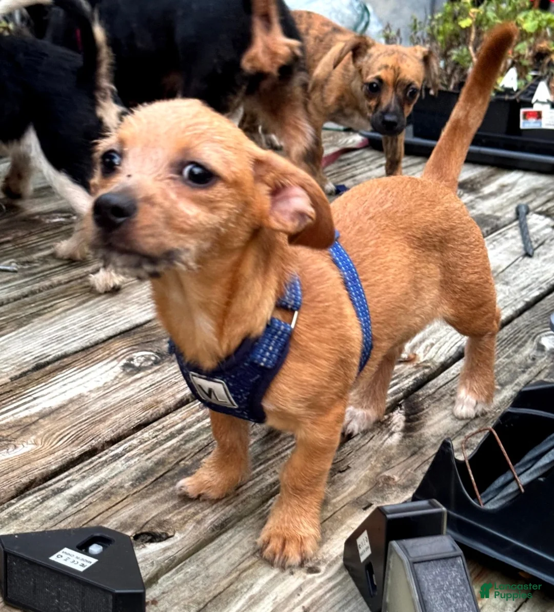 Chiweenie dogs for sale: Fiona - Ad 2