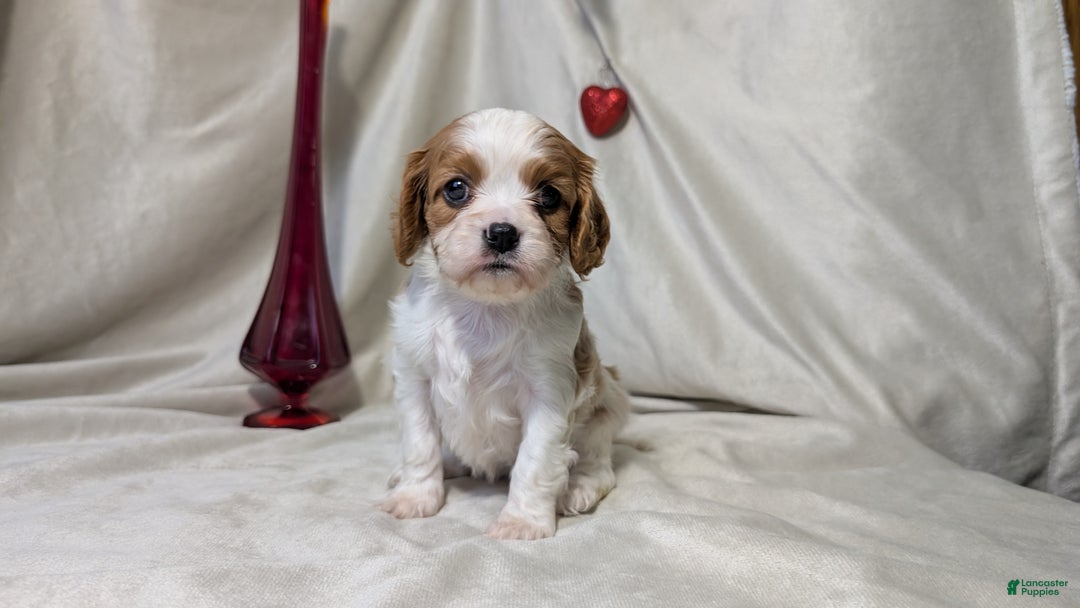 Cavalier King Charles Spaniel dogs for sale: River - Ad 9