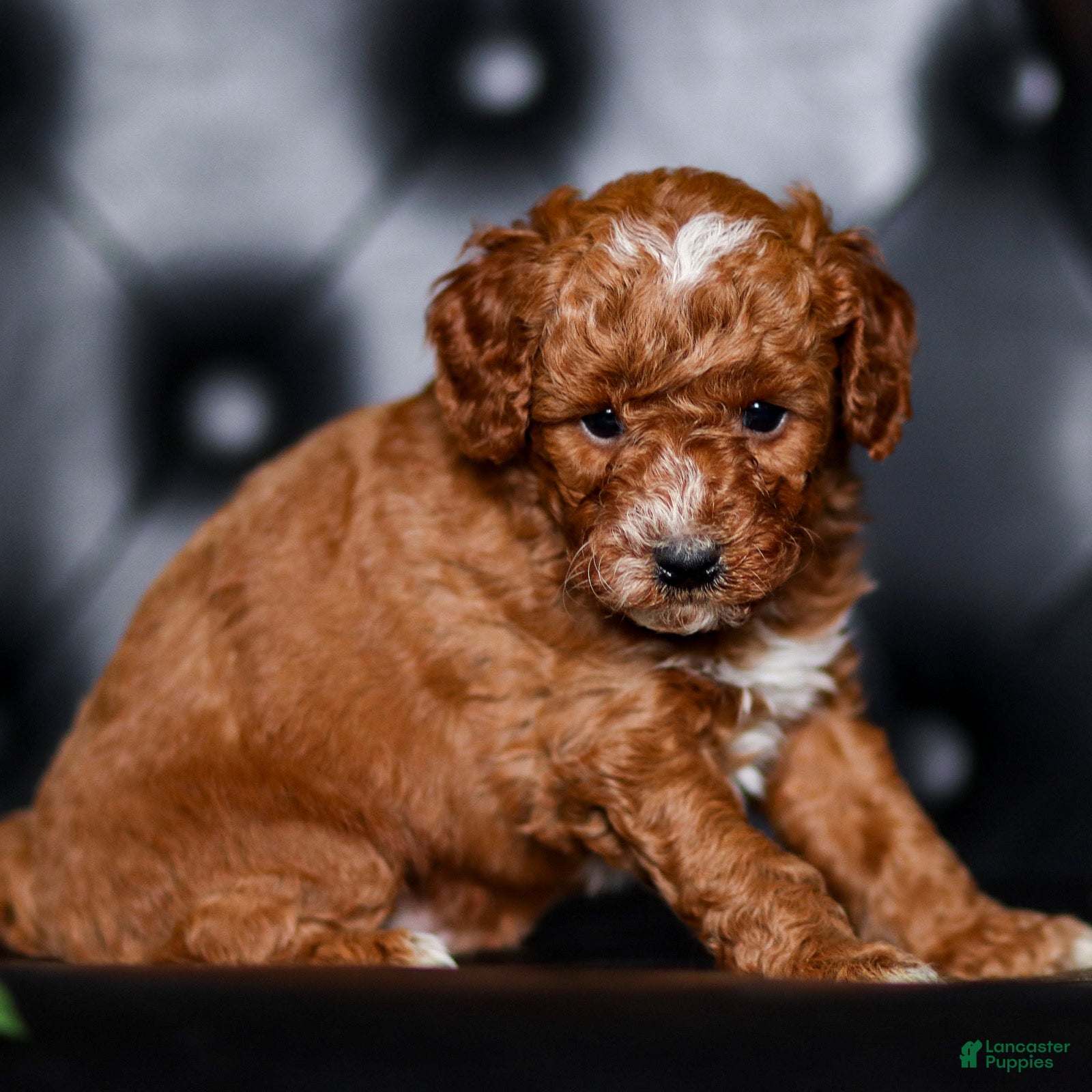 Mini Goldendoodle dogs George - Ad 2