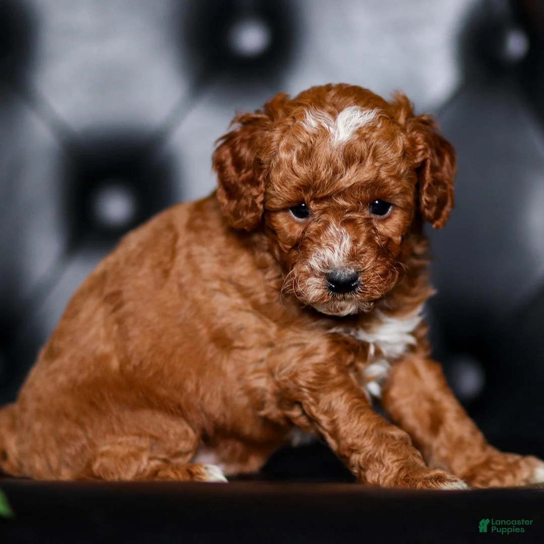 Mini Goldendoodle dogs for sale: George - Ad 2