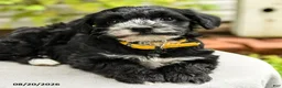 Yorkiepoo dogs for sale: Pollo - Ad 3