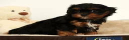 Shihpoo dogs for sale: Maddie - Ad 5