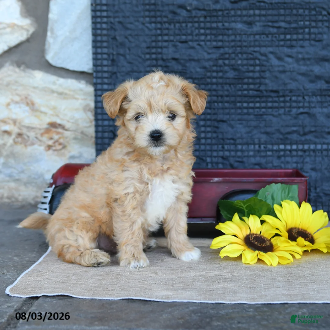 Maltipoo dogs for sale: Dusty - Ad 2