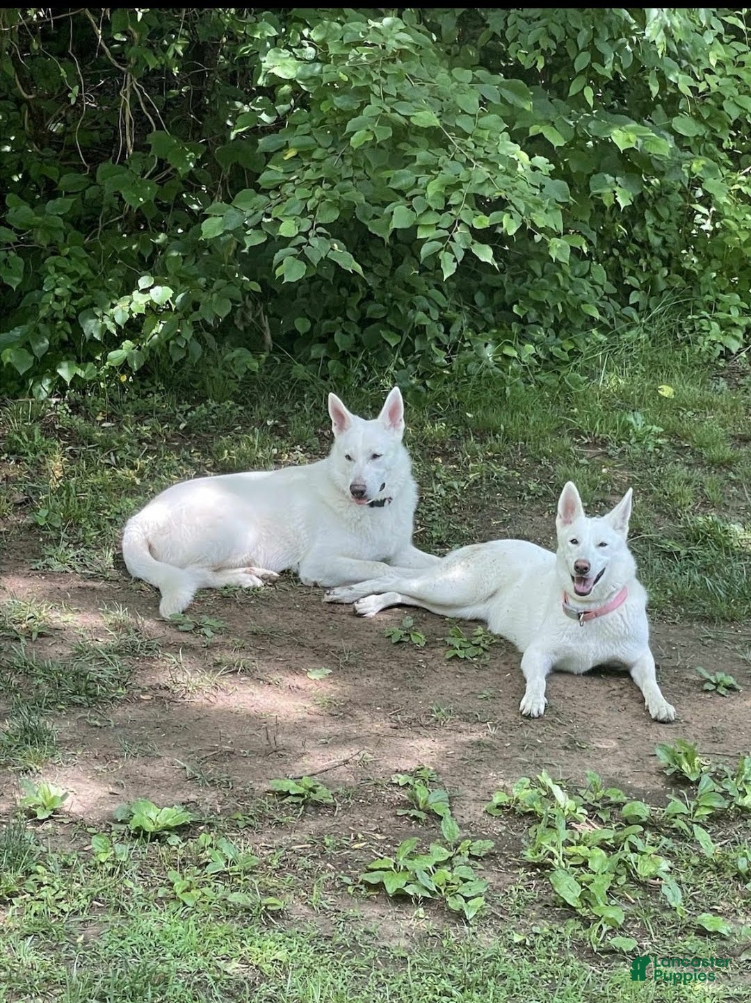 German Shepherd dogs for stud: shlyo's - Ad 2