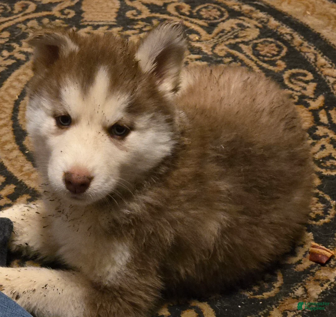 Siberian Husky dogs for sale: Dollie - Ad 5