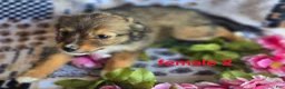 Mixed Breed dogs for sale: Mixed Breed 3 - Ad 4