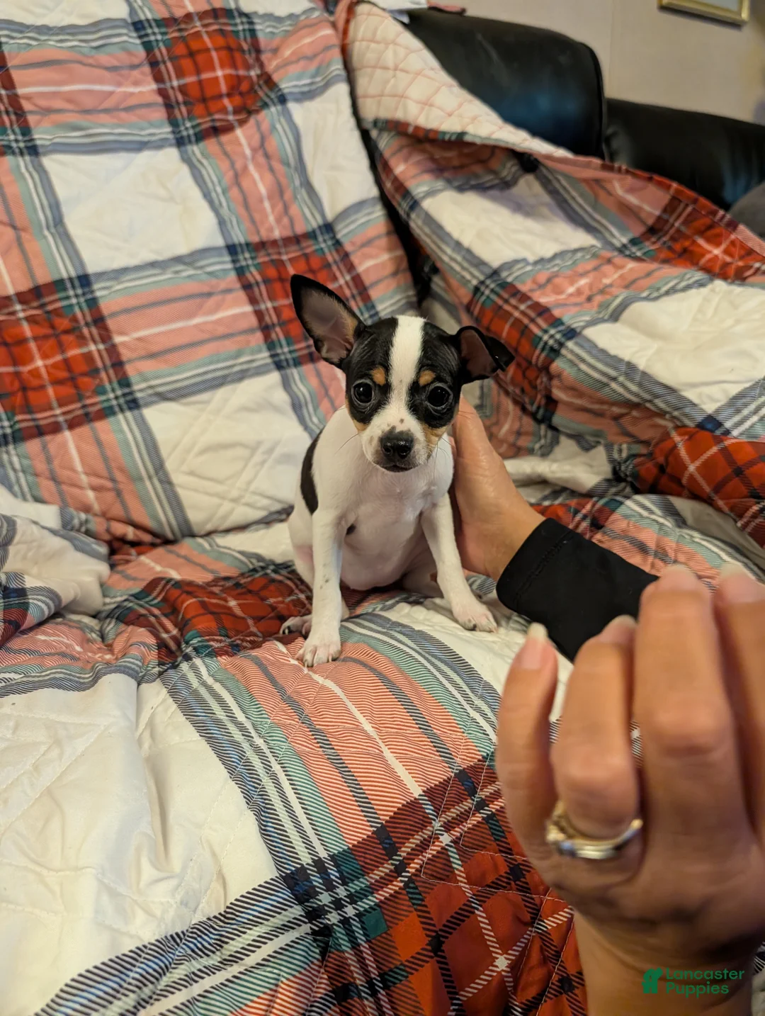 Mixed Breed dogs for sale: Phoebe - Ad 1