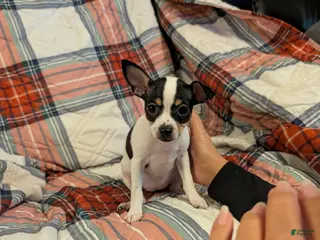 Mixed Breed dogs Phoebe - Ad 16