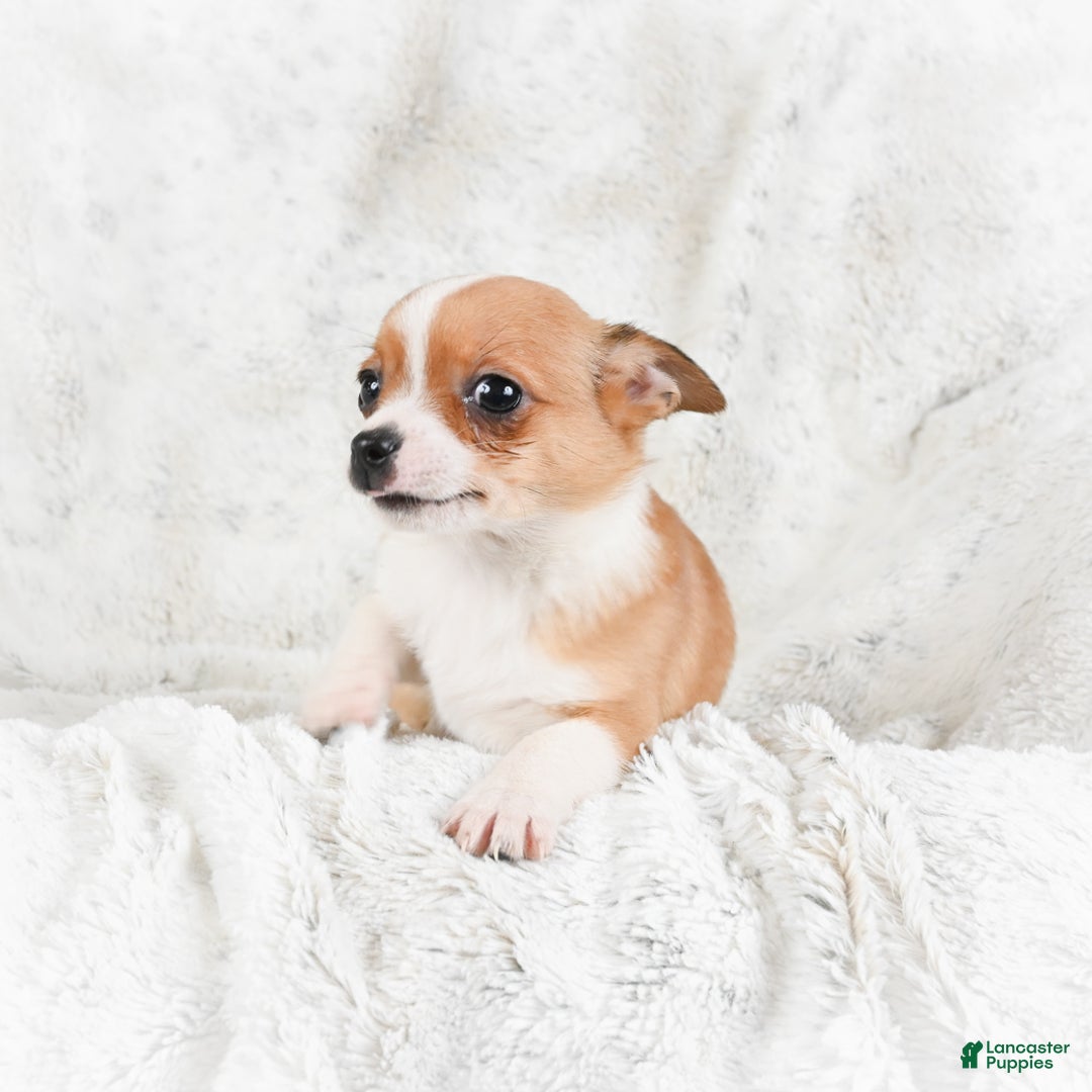 Chihuahua dogs for sale: Teddy - Ad 3