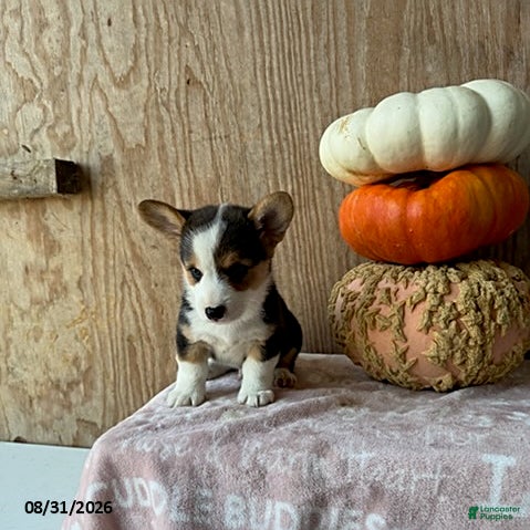Welsh Corgi Pembroke dogs for sale: Edison - Ad 3