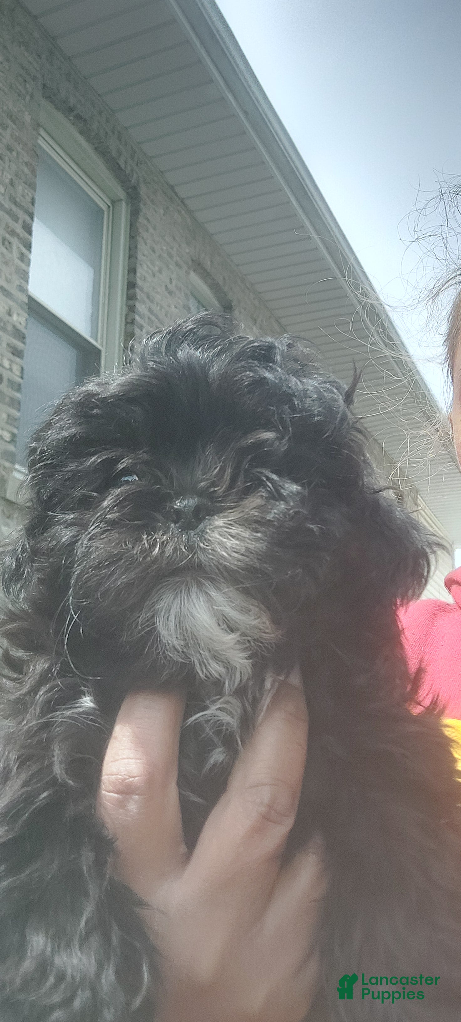 Shih Tzu dogs Shih Tzu Puppy 2 - Ad 13