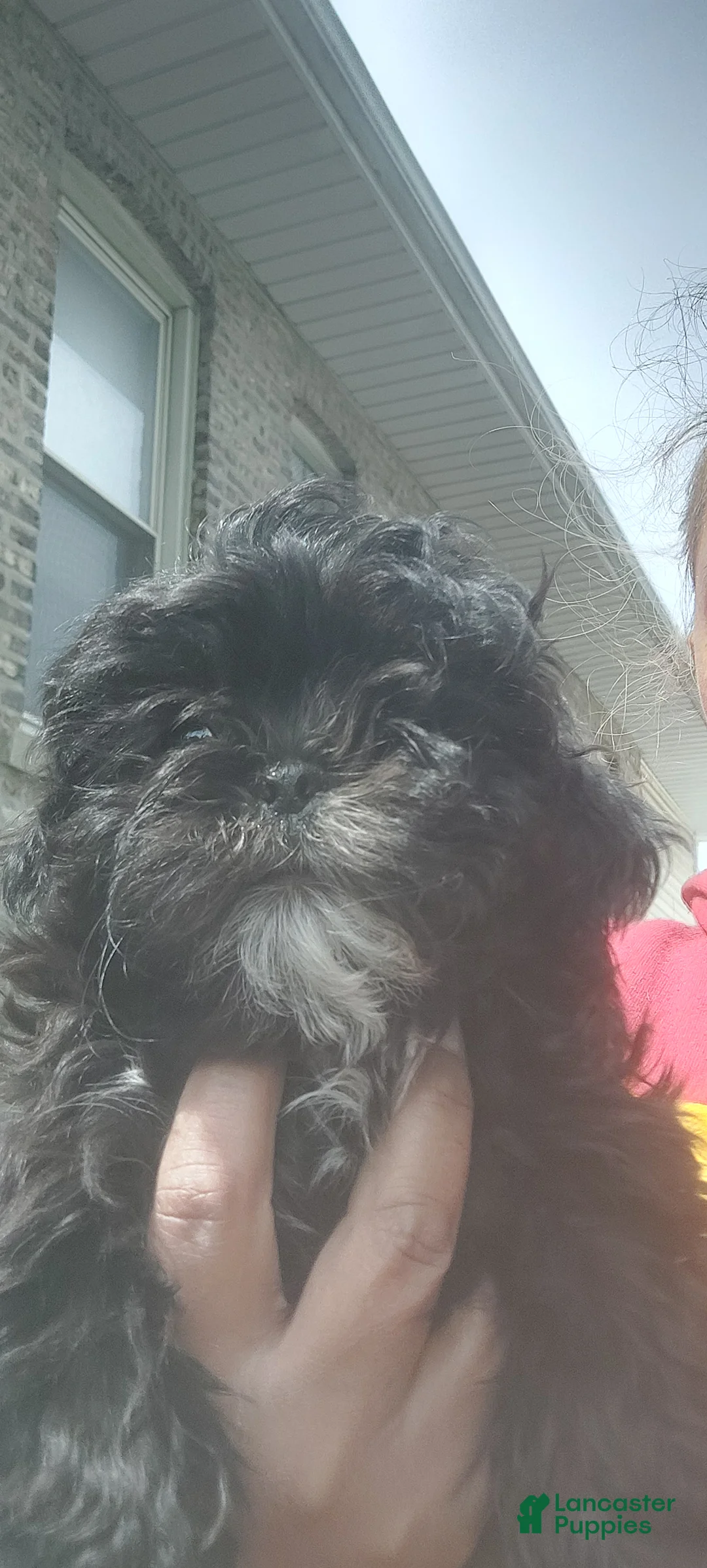 Shih Tzu dogs for sale: Shih Tzu Puppy 2 - Ad 1
