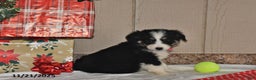 Australian Shepherd dogs for sale: Noelle - Ad 2
