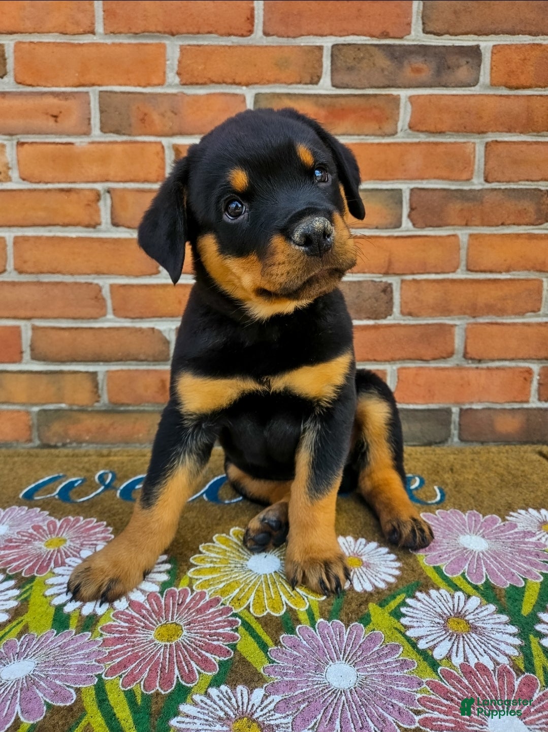 Rottweiler dogs Billy - Ad 1