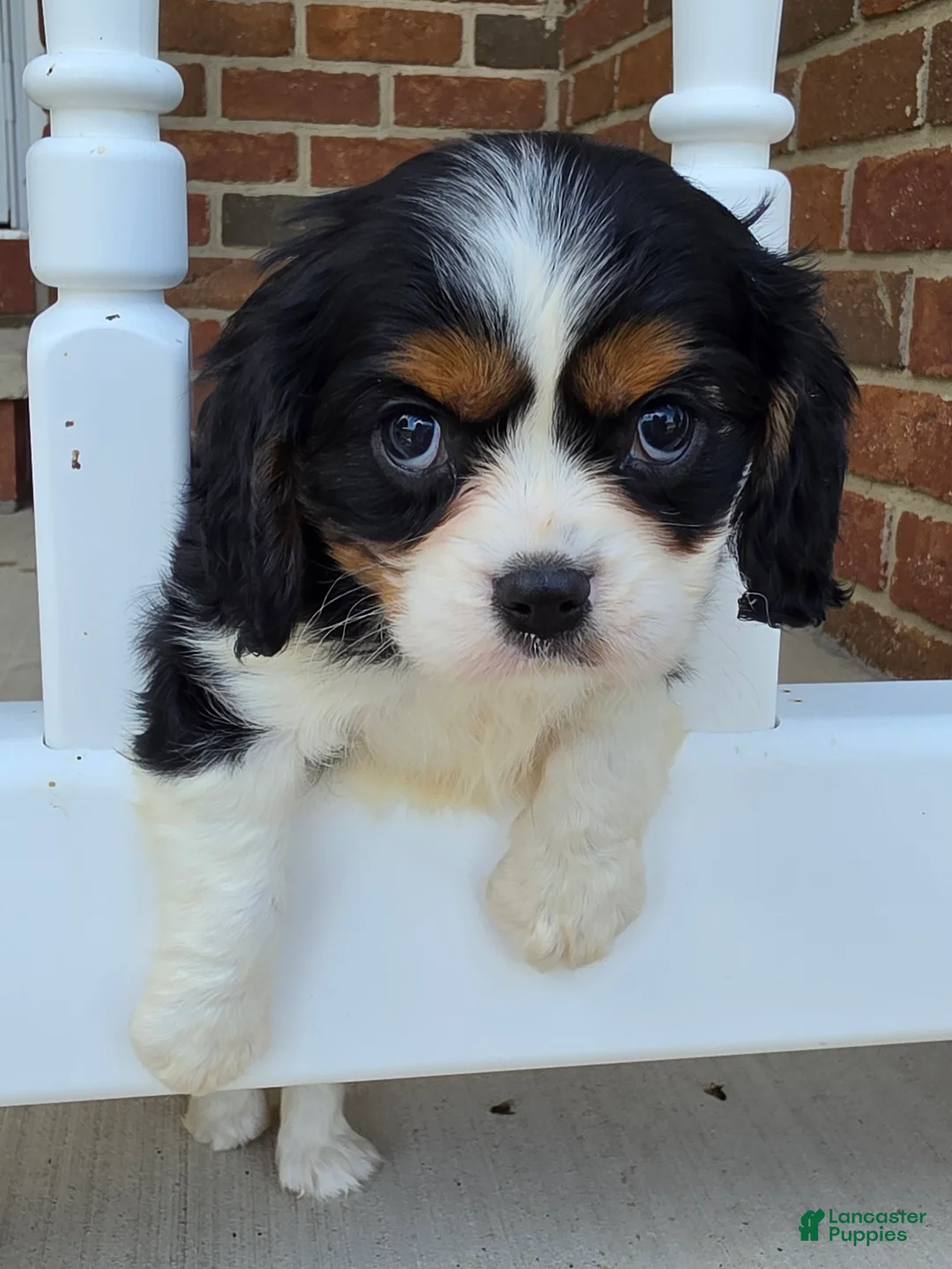 Cavalier King Charles Spaniel dogs for sale: molly - Ad 6