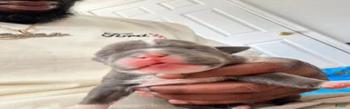Hella