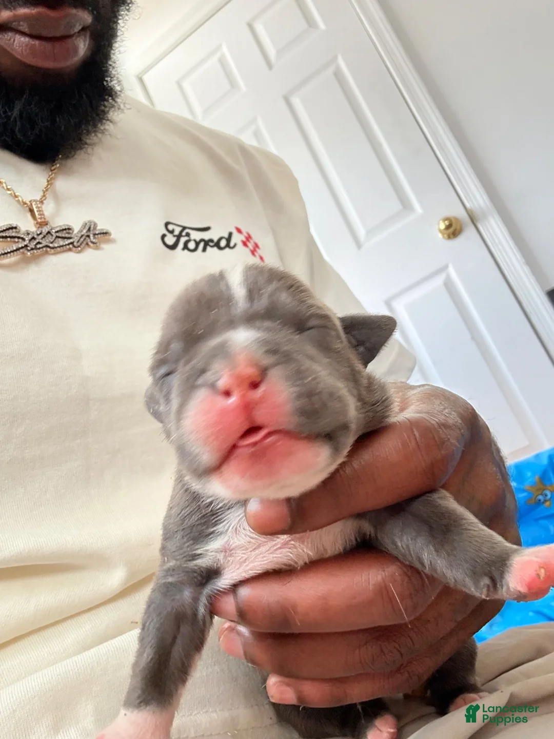 American Bully dogs for sale: Hella - Ad 1