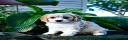 Cavachon dogs for sale: Lisa - Ad 3