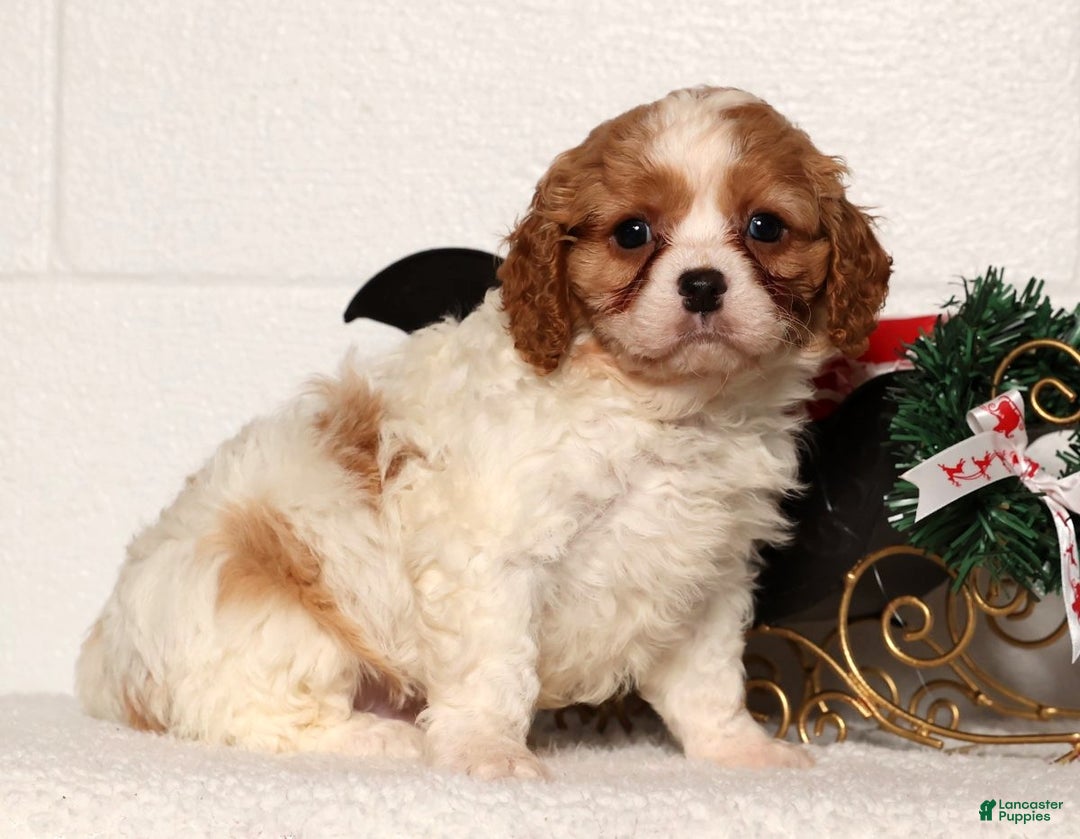Cavapoo dogs for sale: Arthur - Ad 4