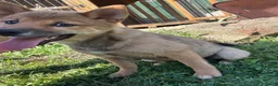 Shiba Inu dogs for sale: Keisha - Ad 3