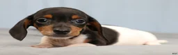 Miniature Dachshund dogs for sale: Rhett 🏈 - Ad 6