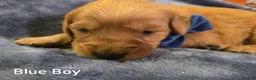 Golden Retriever dogs for sale: Blue Boy - Ad 7